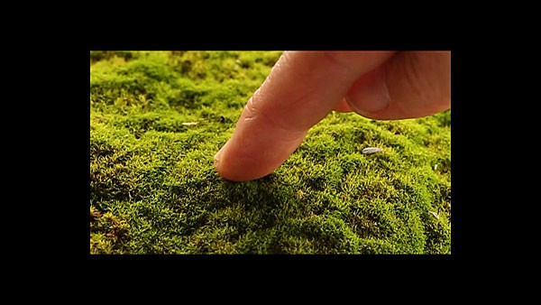 A closeup of a finger touching moss.
