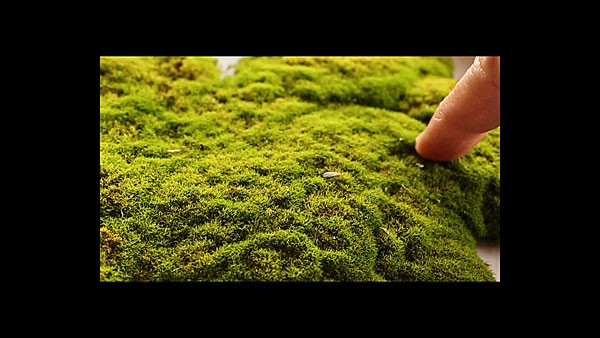 A finger touching moss.